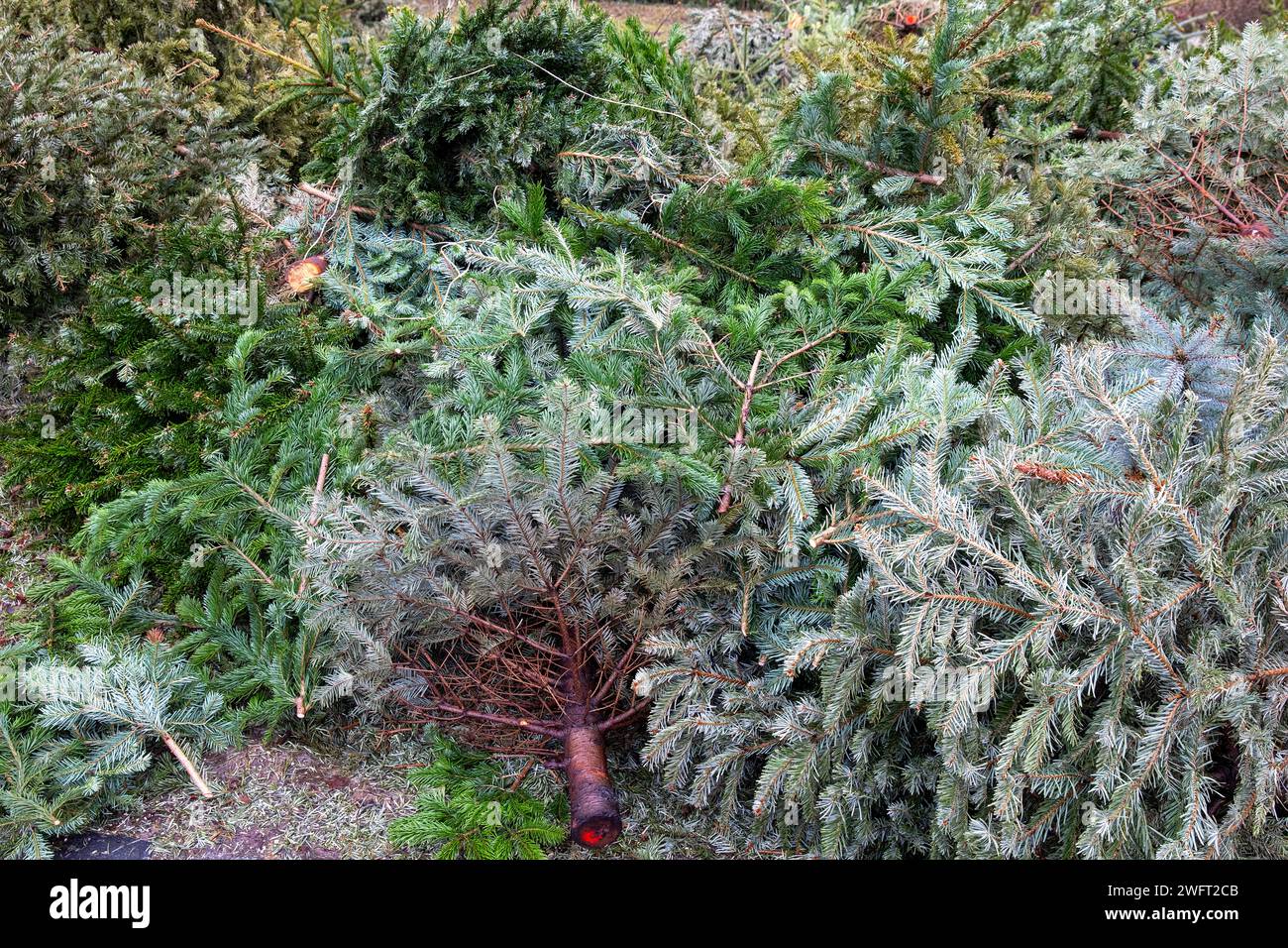 Christmas Tree Drop Off: Festive Recycling in Urban Park. Stock Photo