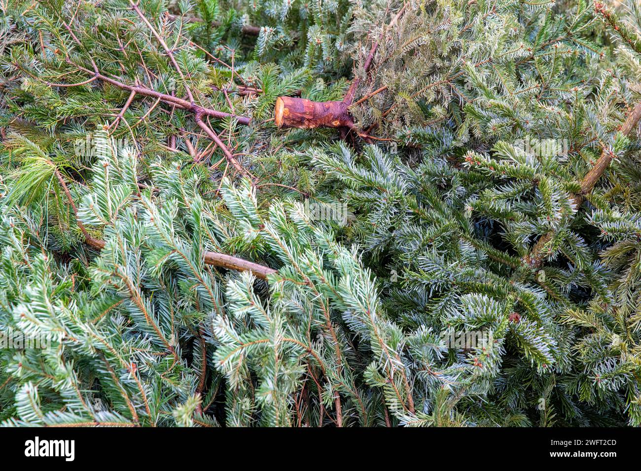 Christmas Tree Drop Off: Festive Recycling in Urban Park. Stock Photo