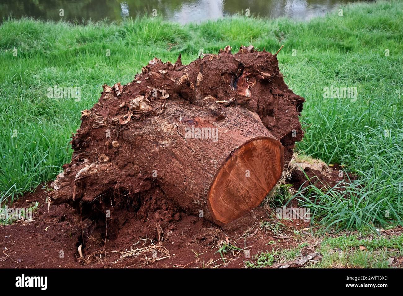 Cut tree trunk rootless over the soil Stock Photo