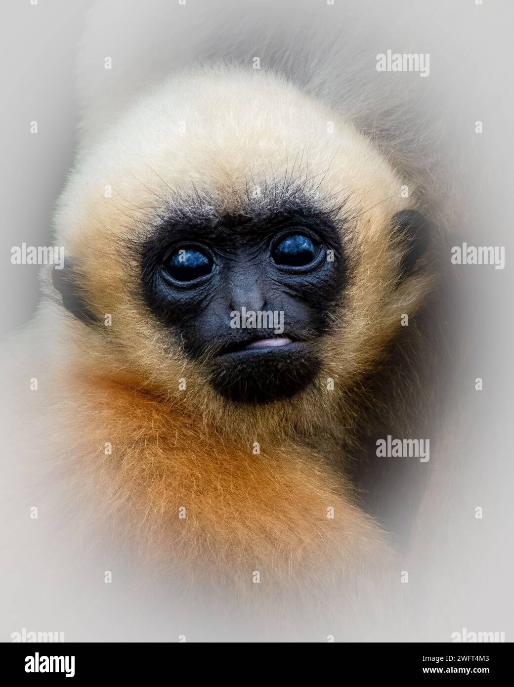 A closeup shot of a baby gibbon with captivating dark eyes looking at the camera Stock Photo