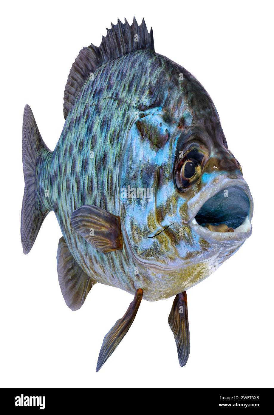 Bluegill white background hi-res stock photography and images - Alamy