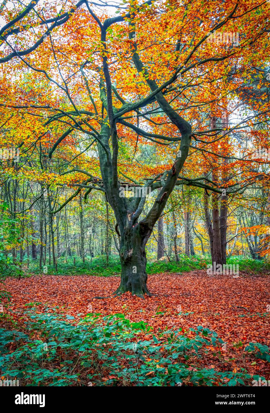 Autumn At Hopwas Woods Stock Photo