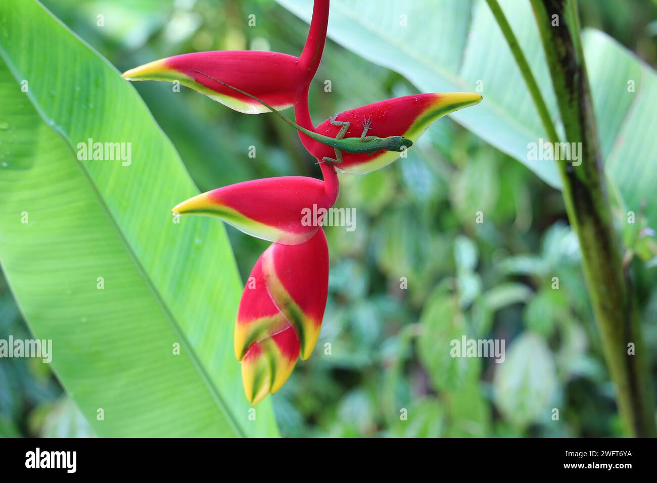 Heliconia rostrata flower with green lizard called Guadeloupe anole Stock Photo