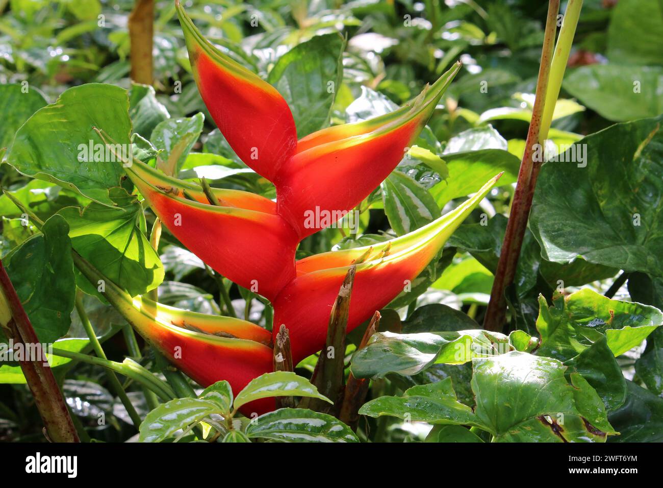 Red Caribbean Heliconia flower (Heliconia caribaea Lam) surrounded by green leaves Stock Photo