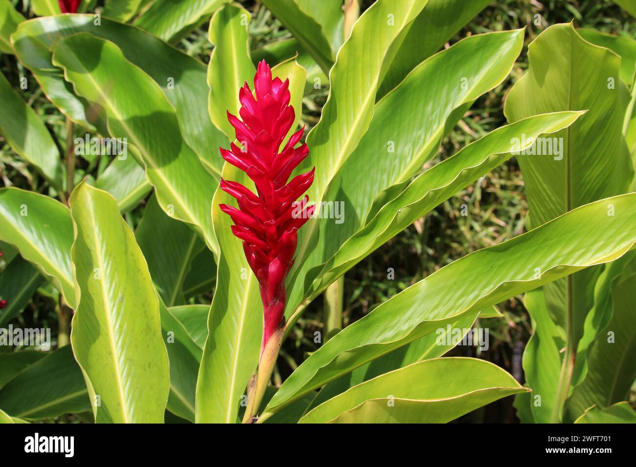 Red ginger flower (Alpinia purpurata) surrounded by bright green leaves Stock Photo