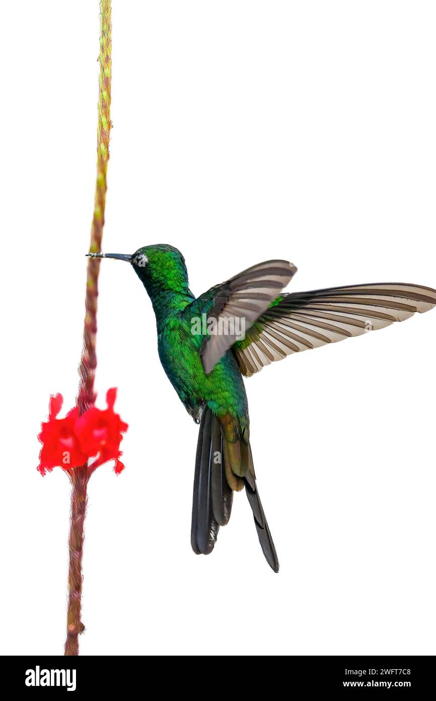 Hummingbird or mellisuga helenae Stock Photo