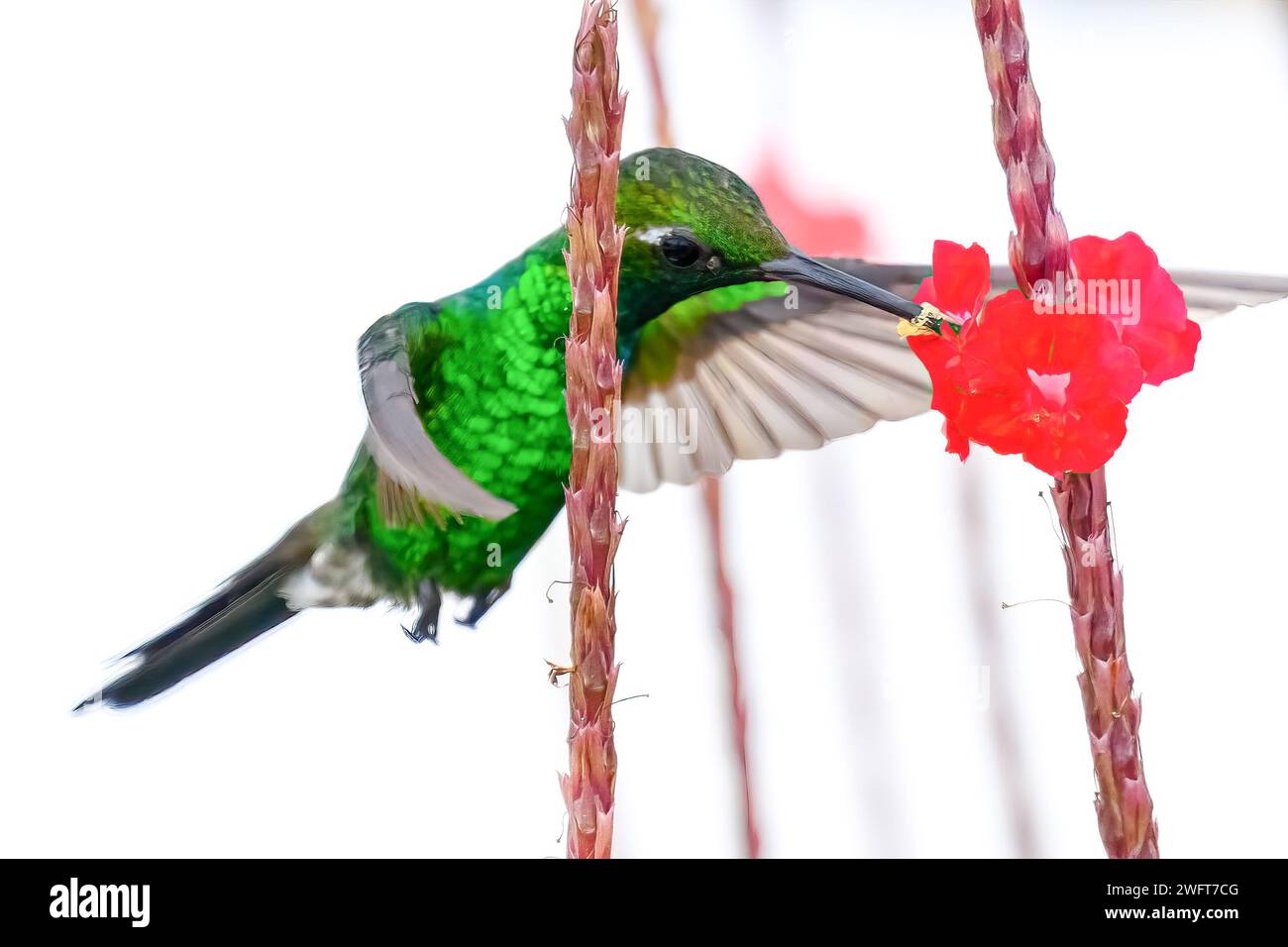 Hummingbird or mellisuga helenae Stock Photo