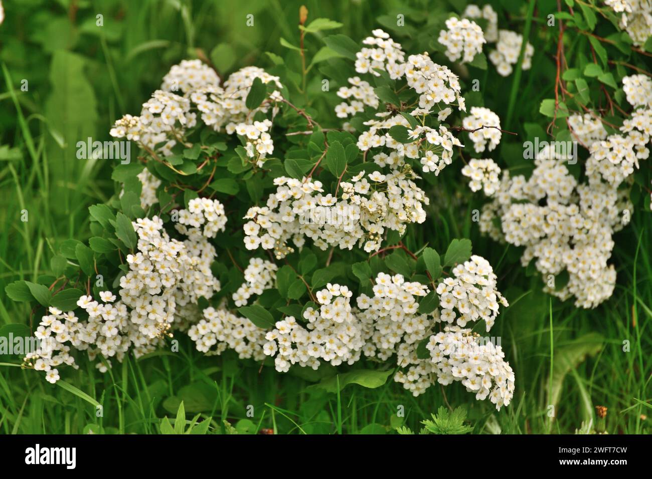 Spirea chamaedryfolia blooms profusely in spring Stock Photo