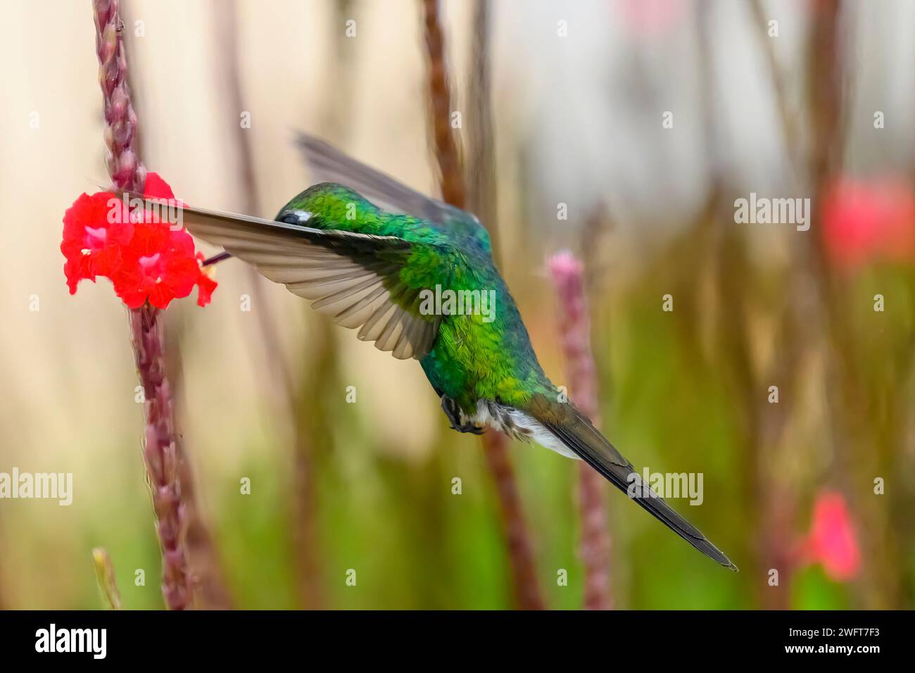 Hummingbird or mellisuga helenae Stock Photo