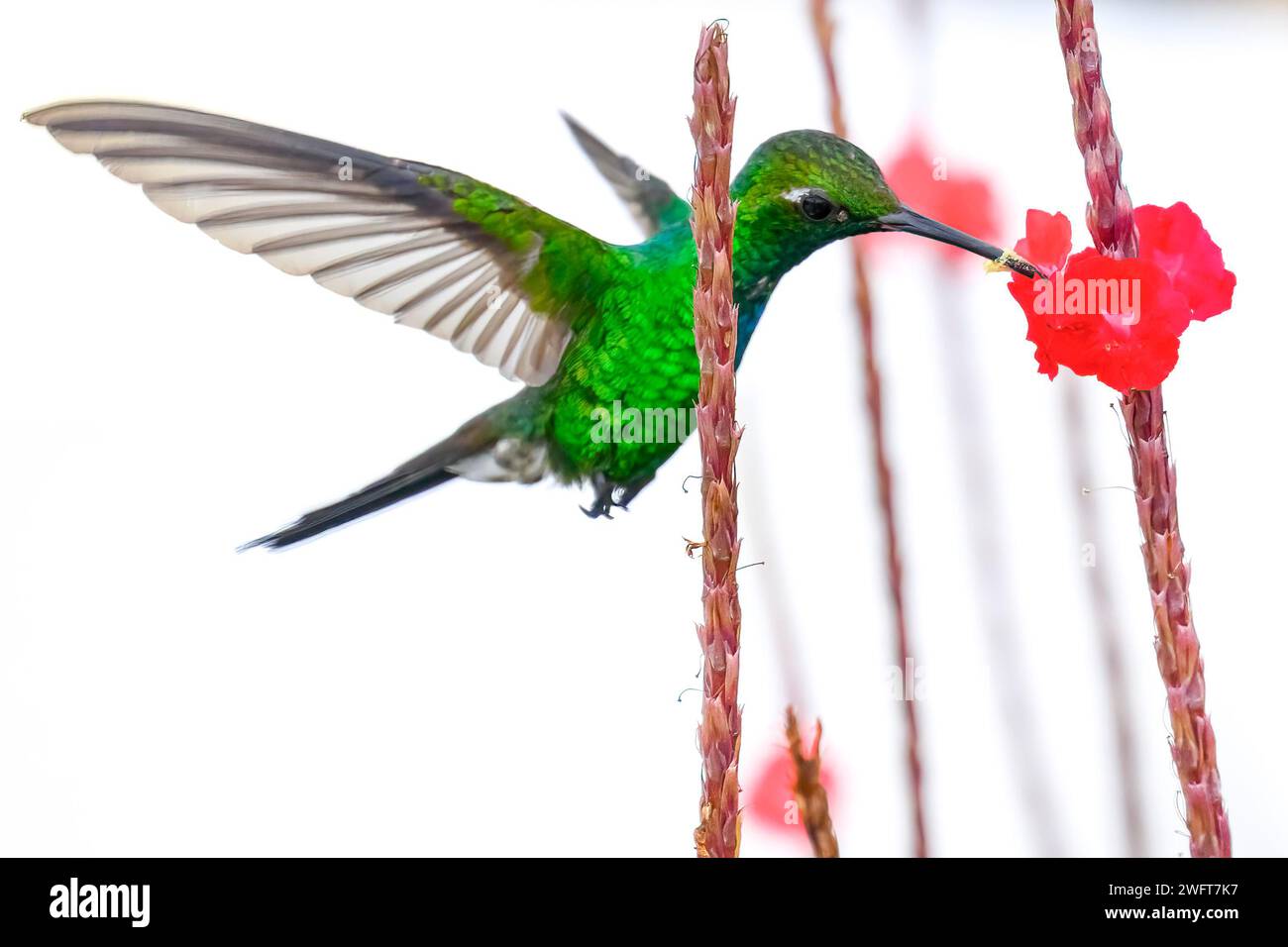 Cuban hummingbird also known as zun zun, zunzuncito, zunzun. Helenae