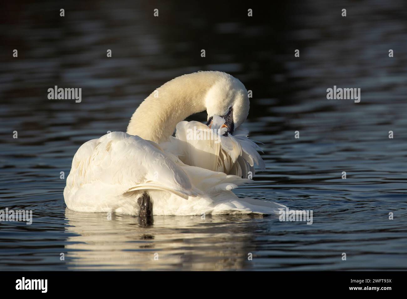 Wild, UK mute swan (Cygnus olor) isolated on calm water busy preening its feathers in the morning sunshine of a bright winter day. Stock Photo