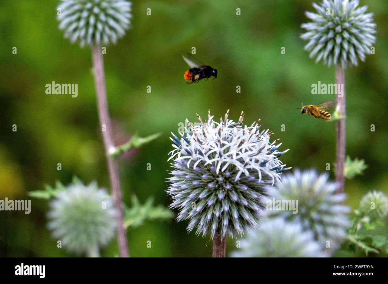 bumblebee and hoeny bee over the great globe-thistle, Echinops, Apis Stock Photo