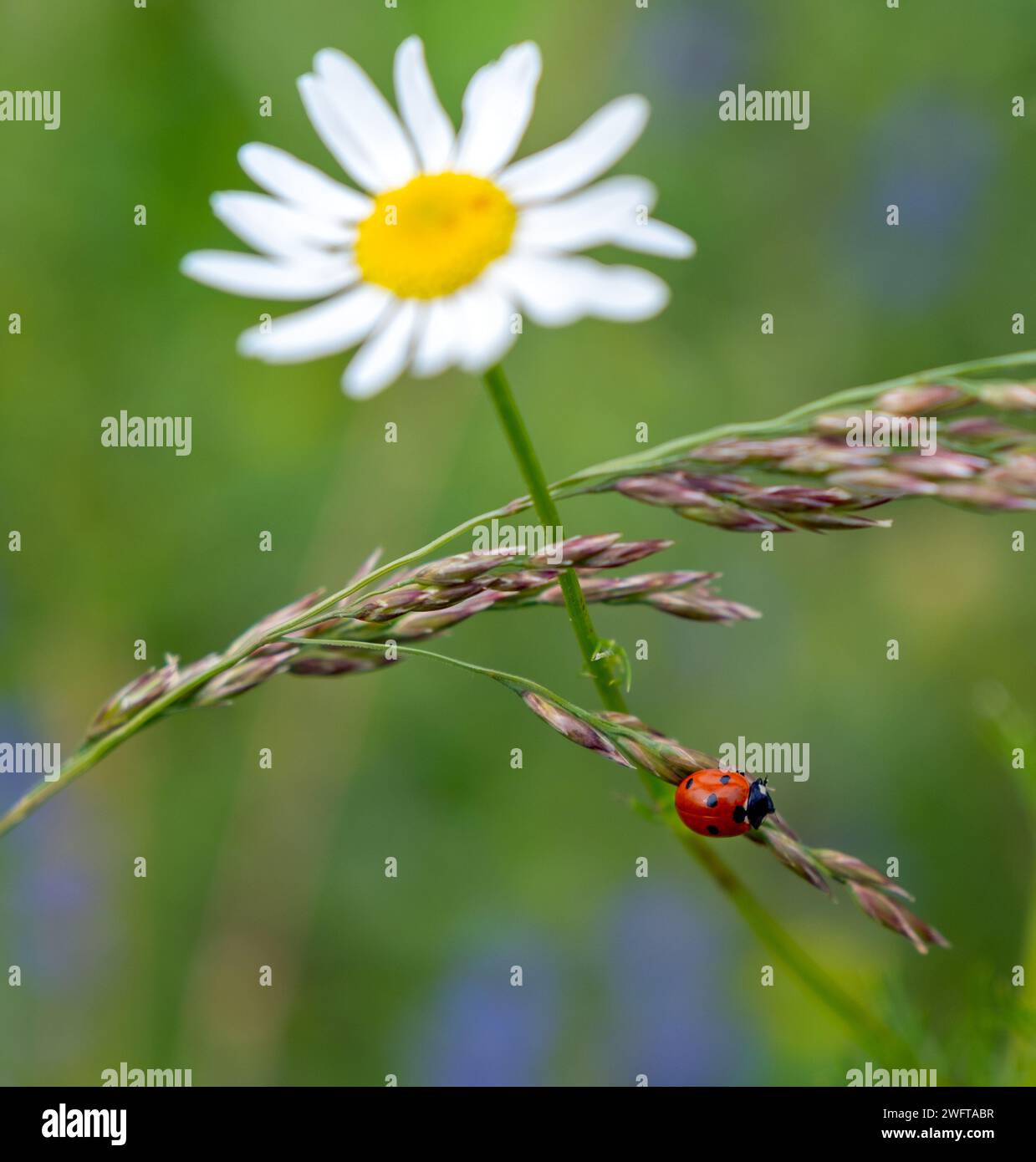 seven spot ladybird on the grass, Coccinella septempunctata, Leucanthemum, daisy flower Stock Photo