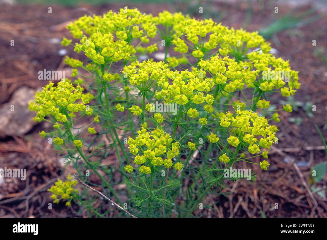 Euphorbia cyparissias. Poisonous perennial plant of the milkweed family. Occasionally used as a medicinal plant. Fragrant flowers, petals are yellowis Stock Photo
