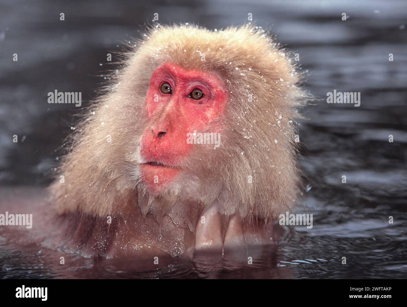 Japanese macaque Macaca fuscata or snow monkey portrait in a thermal pool Stock Photo