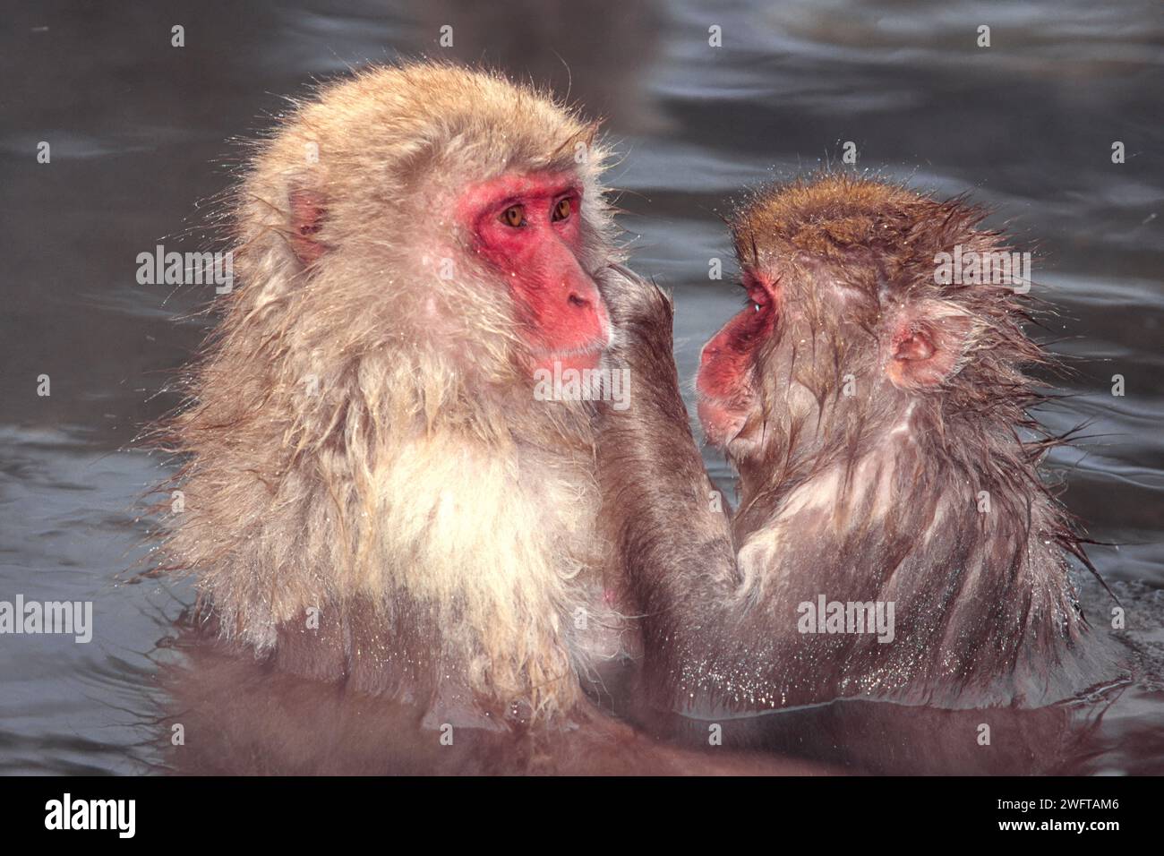 Japanese macaque Macaca fuscata or snow monkey young one grooming an adult in a thermal pool Stock Photo