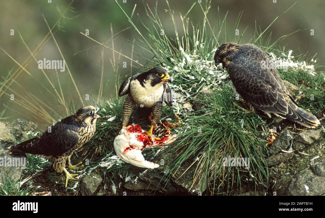 Peregrine falcon Falco peregrinus feeding two young ones with the meat ...
