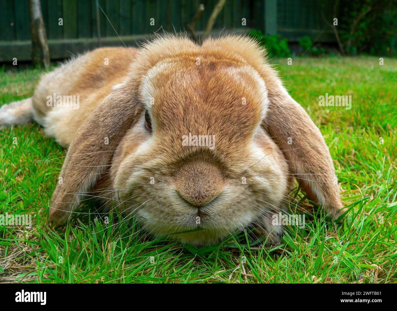 Lop Eared Dwarf Bunny Rabbit Stock Photo