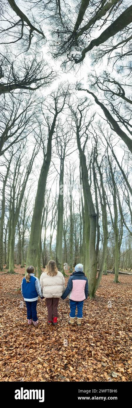 Children girls / kids / kid / girls gaze at the tall trees around them, part of Forest School;  a winter day in woodland woods on West End Common, Esher. Surrey. UK. (137) Stock Photo