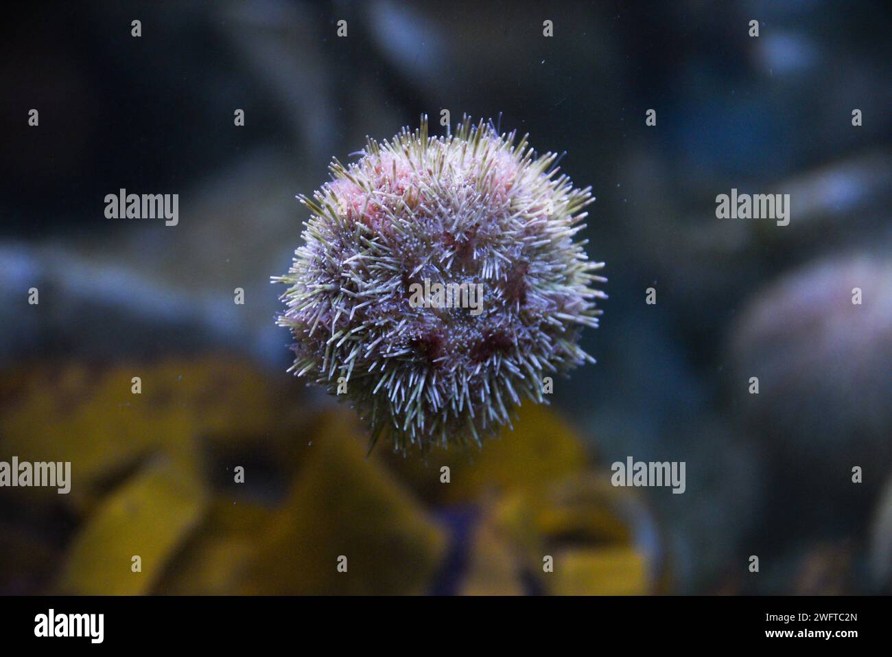 Sea urchin swimming in the aquarium, beautiful sea urchin in the water. Stock Photo