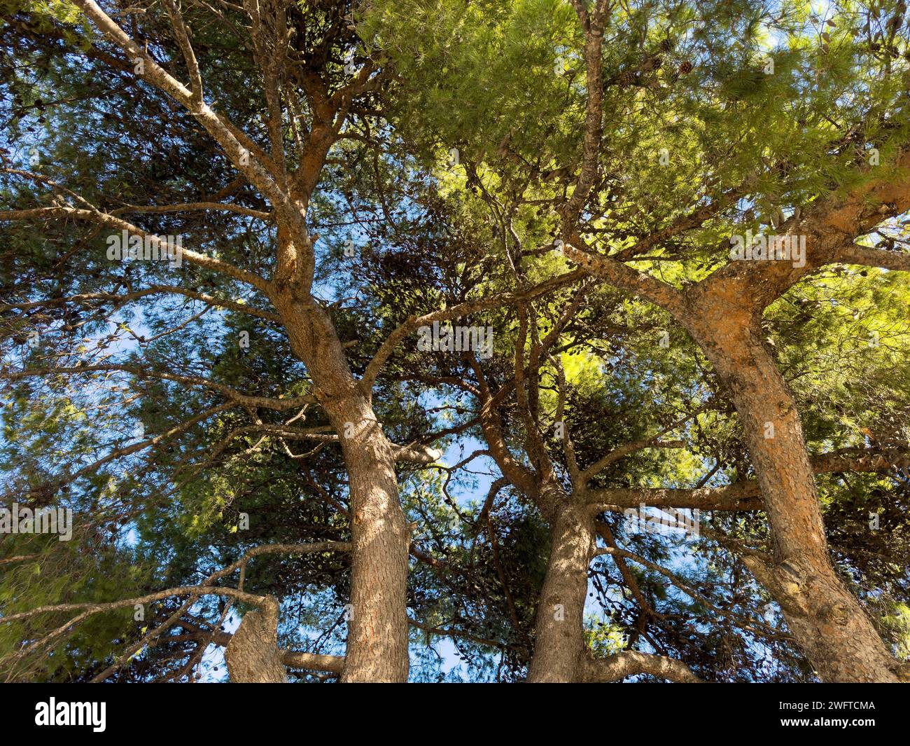 Pine treetop, tree with rough bark lush foliage and cone. Coniferous evergreen tall fir with needle, sunlight, blue sky, under view. Stock Photo