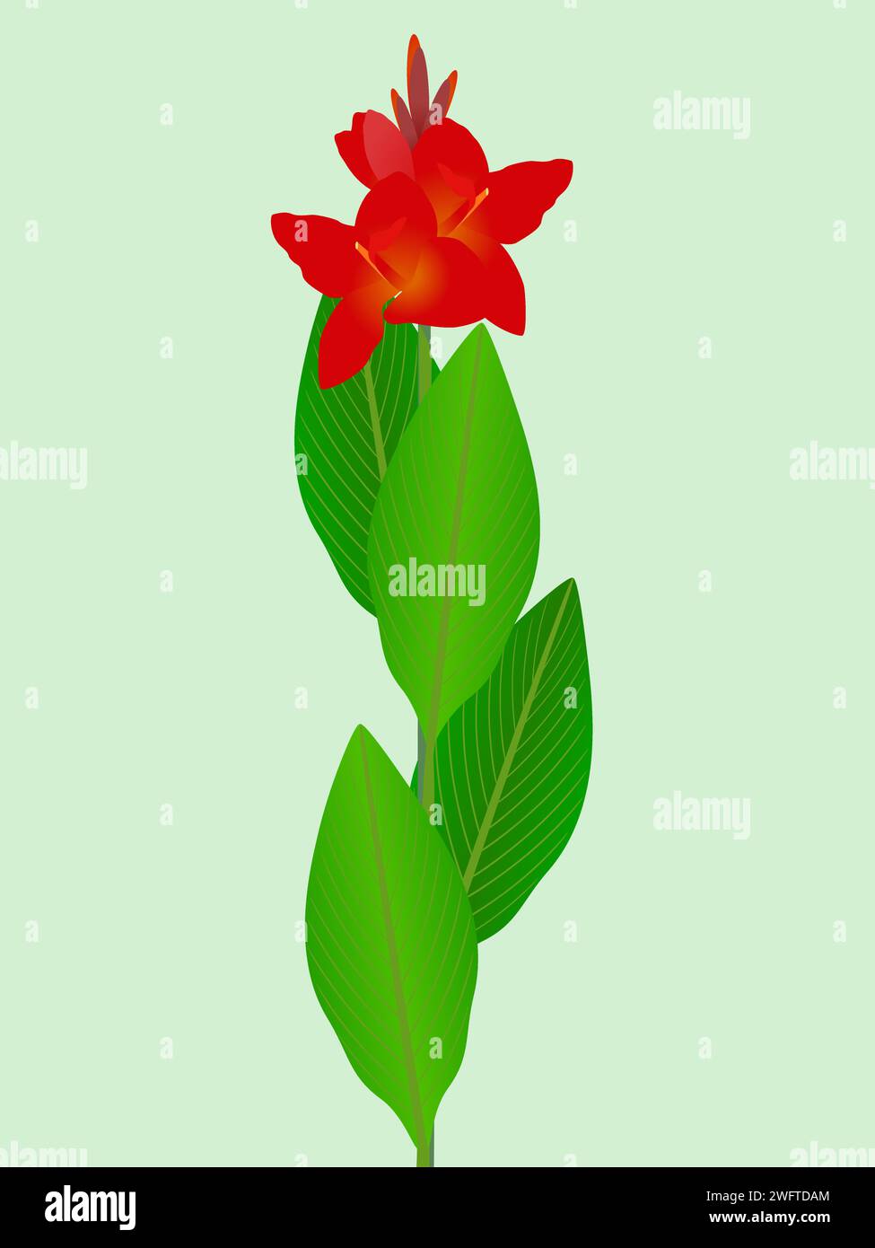 Red cannas with leaves on a green background. Stock Vector
