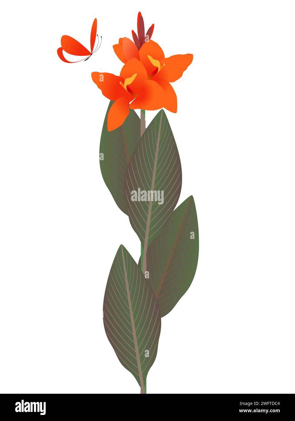 Orange cannas with butterfly on a white background. Stock Vector