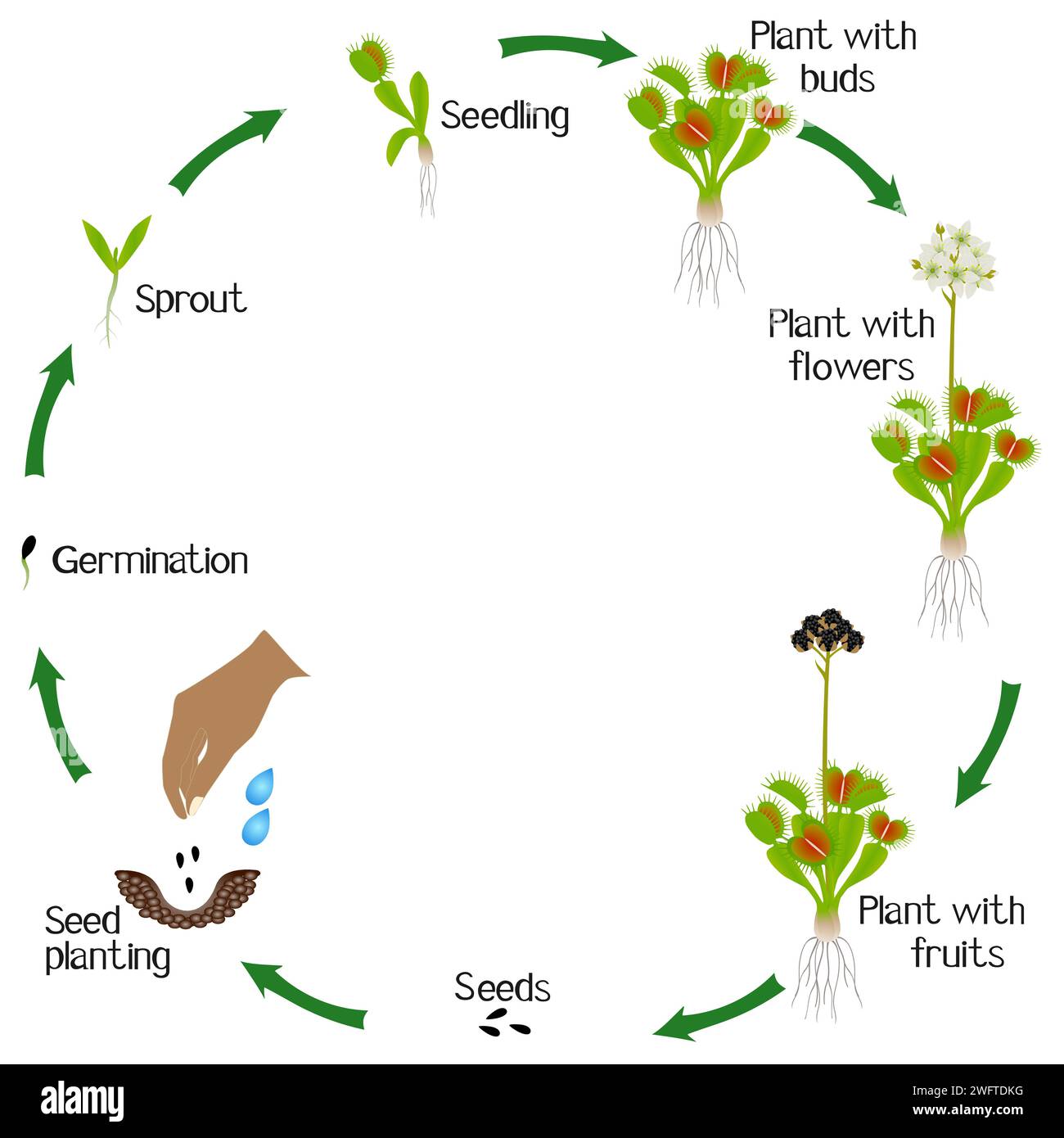 A growth cycle of venus flytrap plant on a white background. Stock Vector