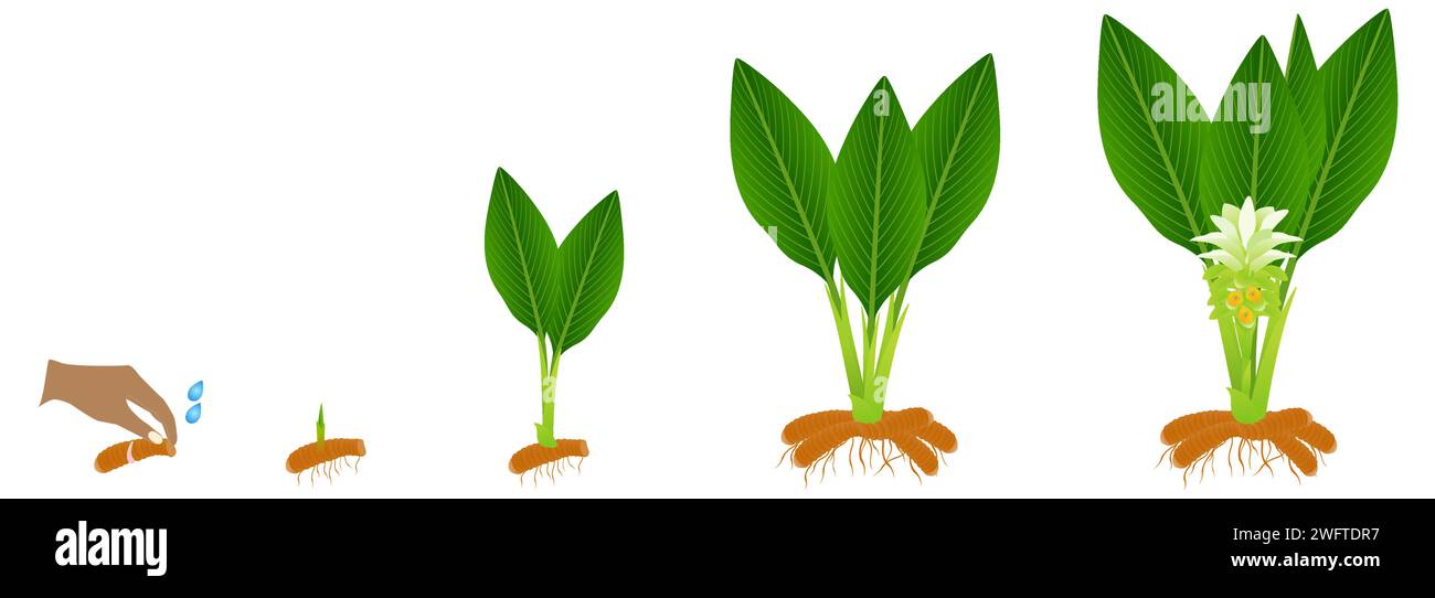 Cycle of growth of a long turmeric plant on a white background. Stock Vector