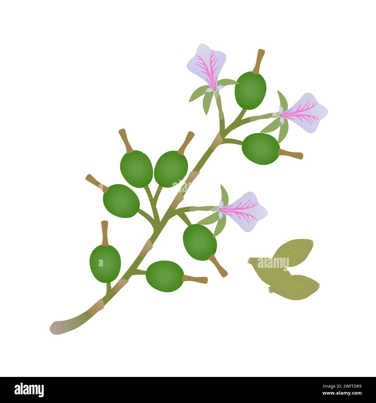 True cardamom branch with fruits and flowers on a white. Stock Vector