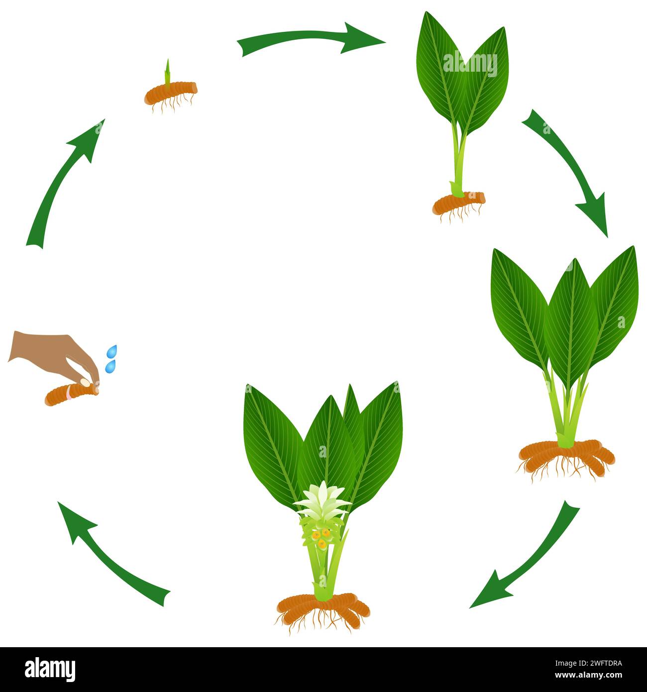 A growth cycle of long turmeric plant on a white background Stock
