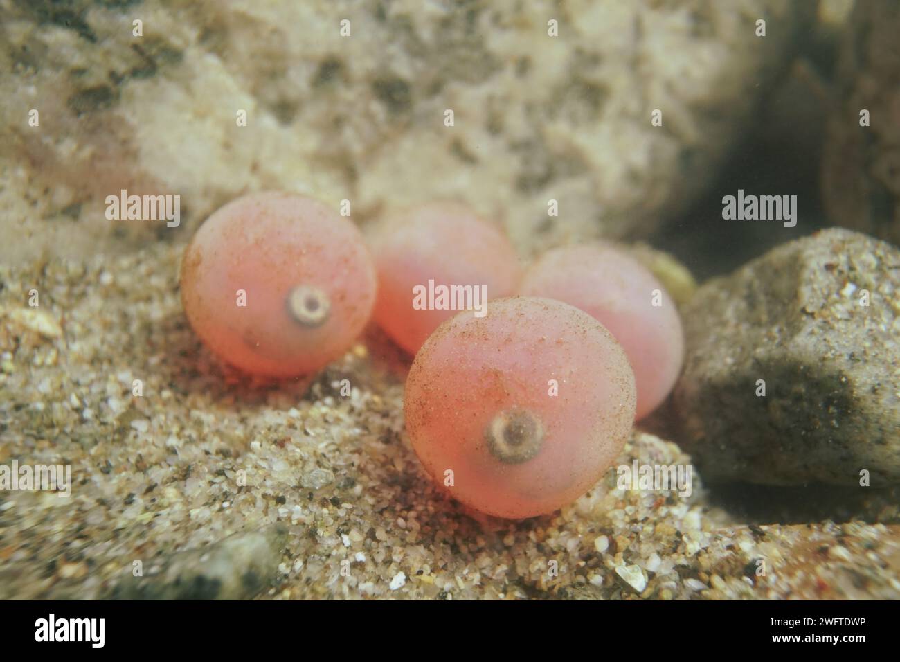 Thousands of wild Chinook Salmon eggs in the eyed egg stage of life Stock  Photo - Alamy
