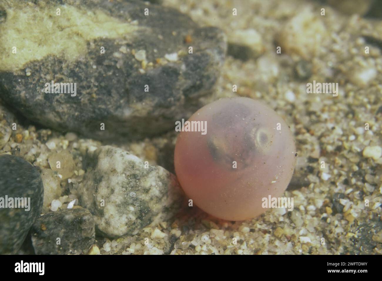 Salmon egg water hi-res stock photography and images - Alamy