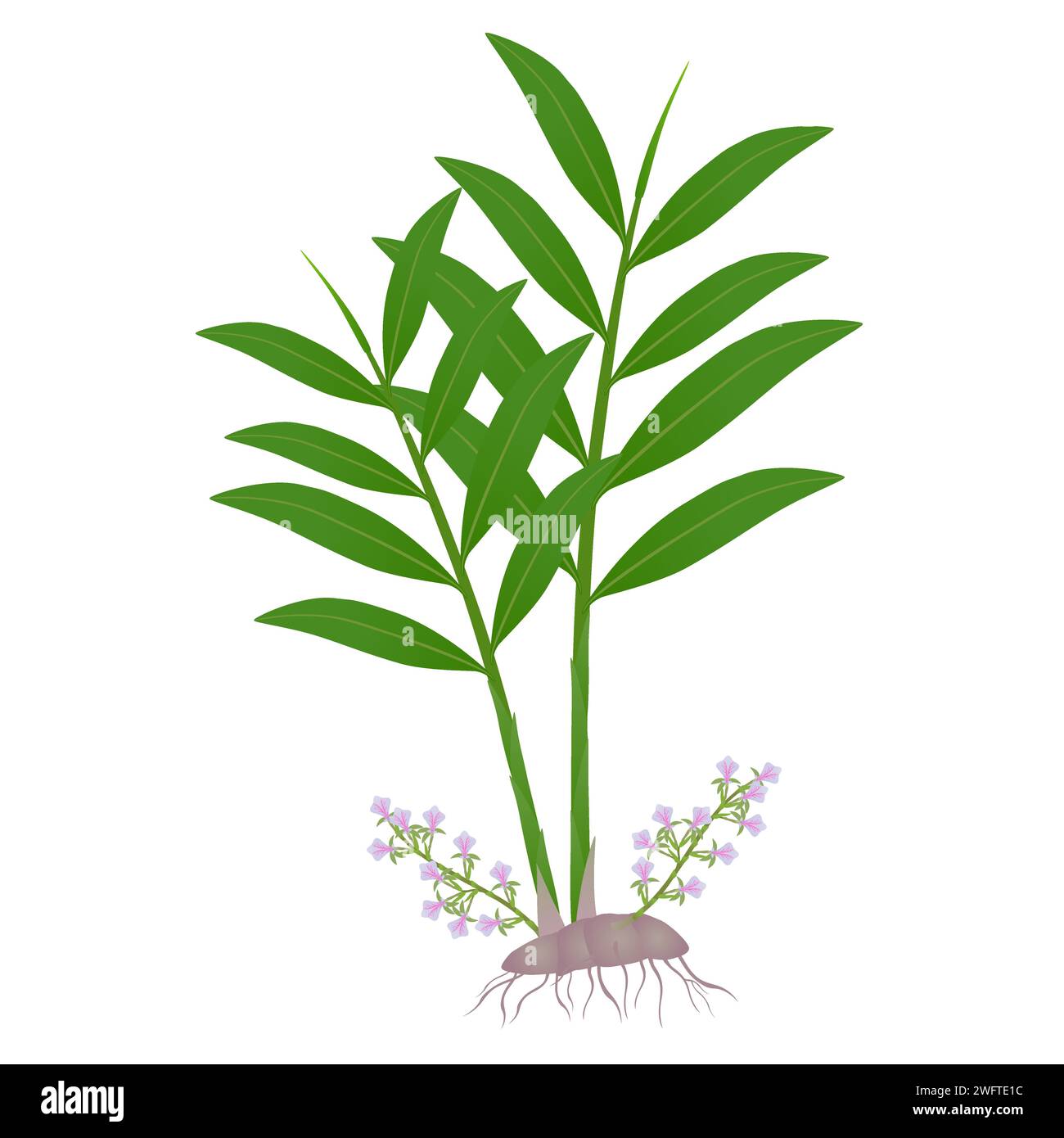 True cardamom elettaria cardamomum plant with flowers on a white background. Stock Vector