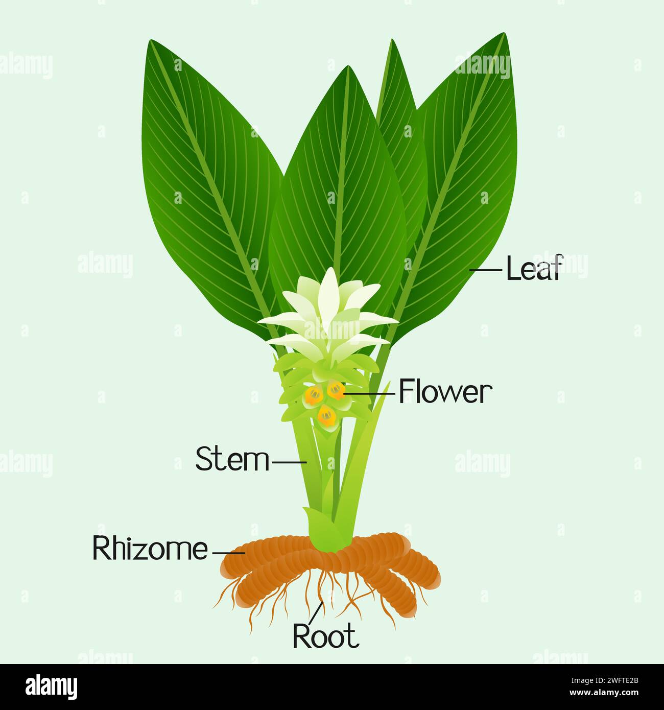 Parts of a long turmeric plant on a green background Stock Vector Image