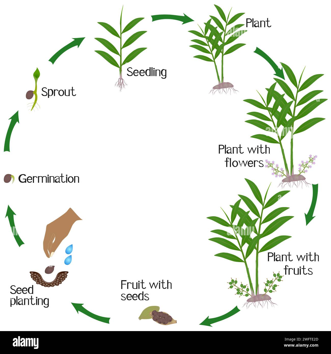 A growth cycle of true cardamom elettaria cardamomum plant on a white. Stock Vector