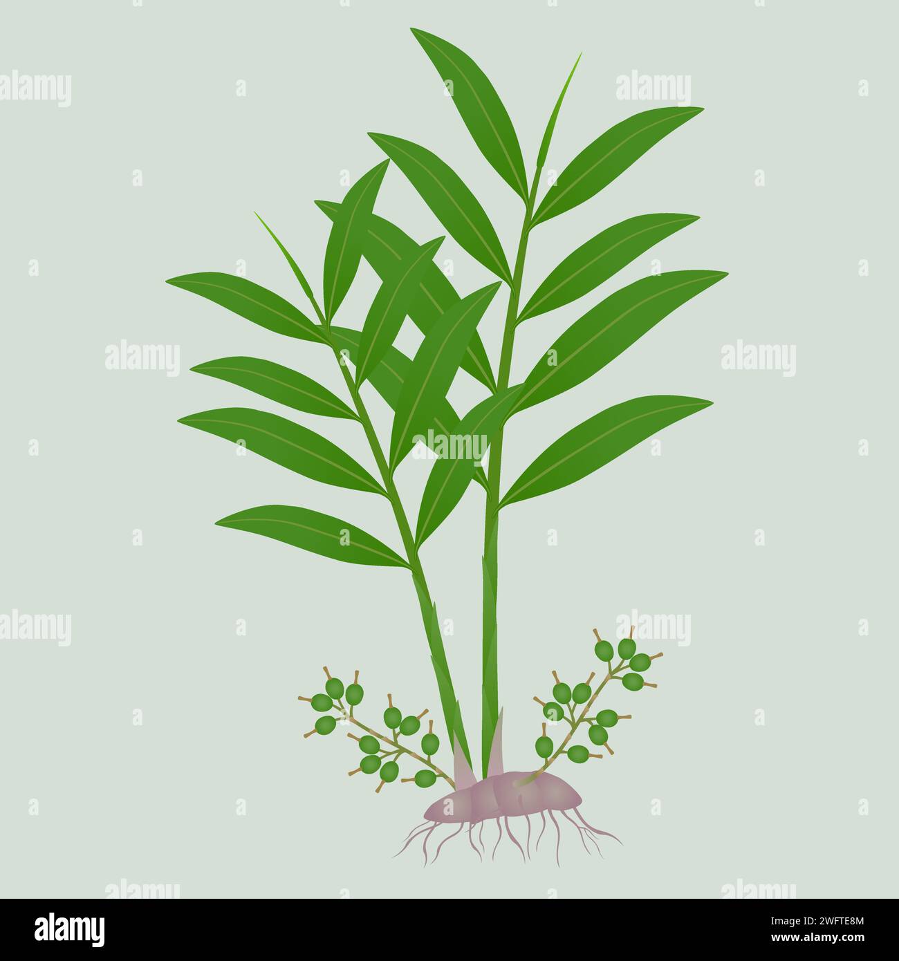 Cardamom plantation Stock Vector Images Alamy
