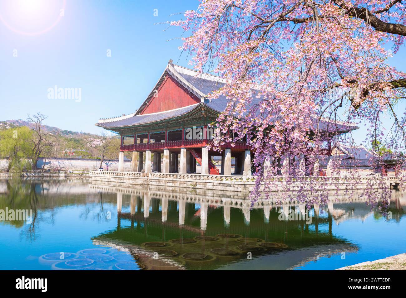 gyeongbokgung-palace-with-cherry-blossom-tree-in-spring-time-in-seoul