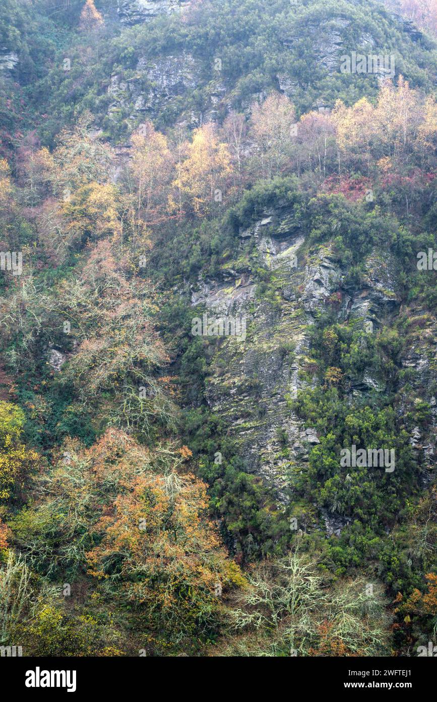 Large shale rock shield emerges between tree and shrub vegetation on a slope in Courel Mountains Unesco Geopark in Triacastela Lugo Galicia Stock Photo