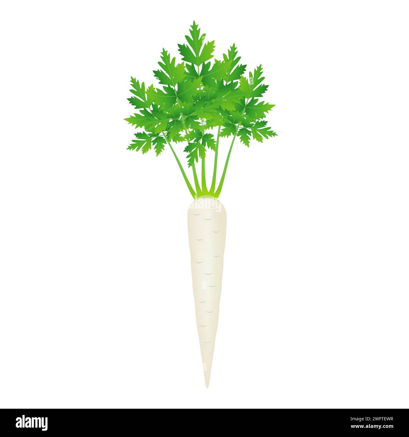 Root parsley with leaves on a white background. Stock Vector