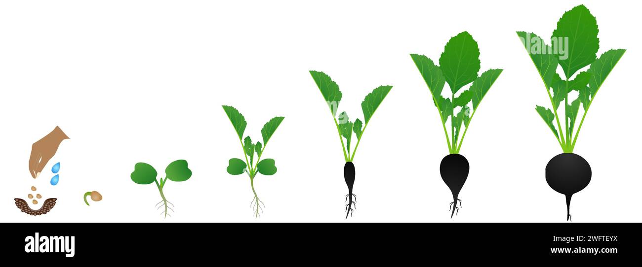 Cycle of growth of a black radish plant on a white background. Stock Vector