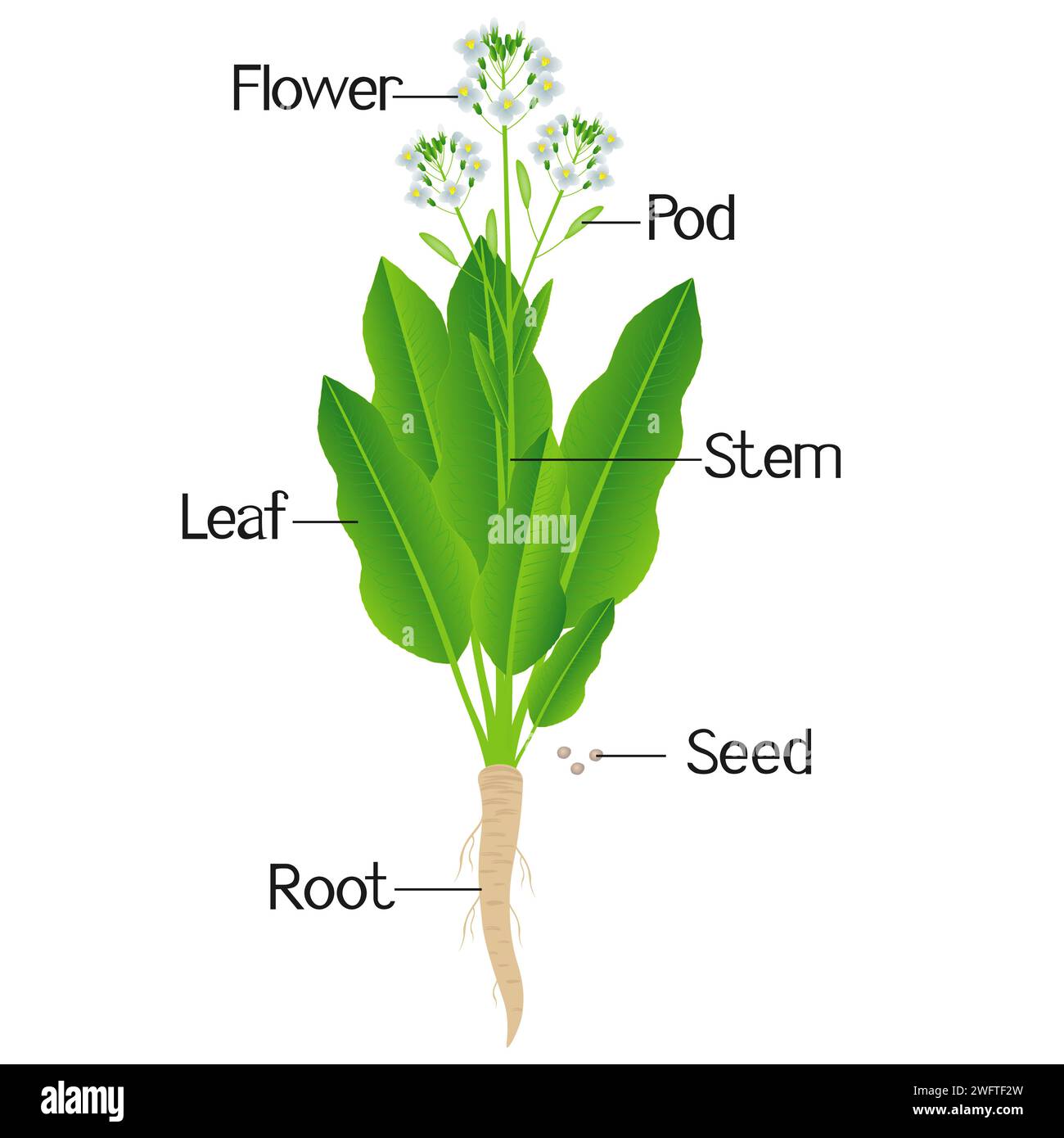 Parts of a horseradish plant on a white background Stock Vector Image
