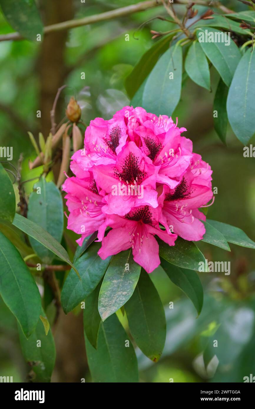 Rhododendron Viscount Powerscourt, dense truss of deep rosy pink funnel-shaped flowers, Stock Photo