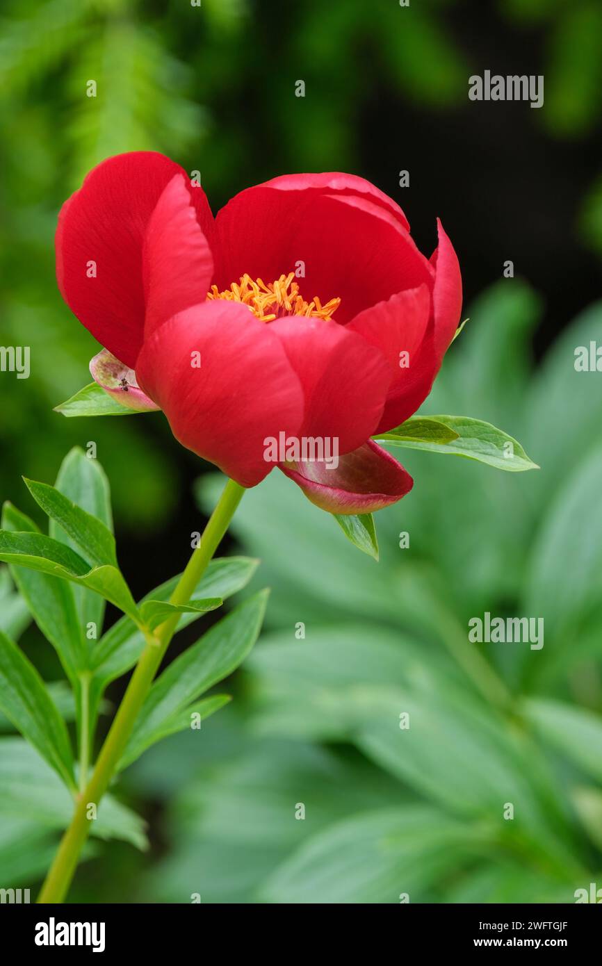 Paeonia peregrina, Balkan peony, Paeonia lobata Fire King, Paeonia romanica,  scarlet-red, cup-shaped, single flowers Stock Photo