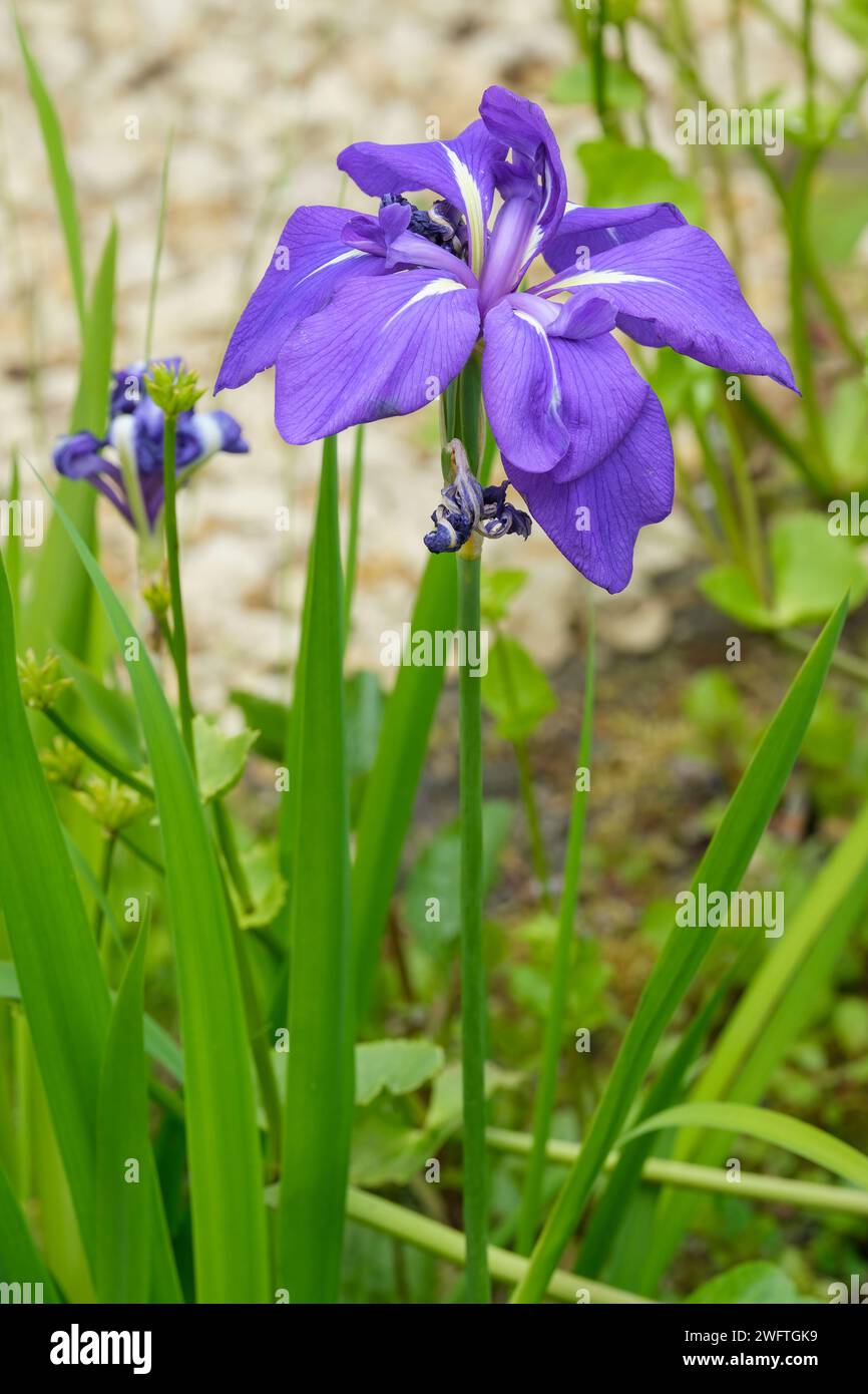 Japanese Water Iris, Iris laevigata, Japanese iris, rabbit-ear iris, shallow-flowered iris, light blue, crested  flowers Stock Photo