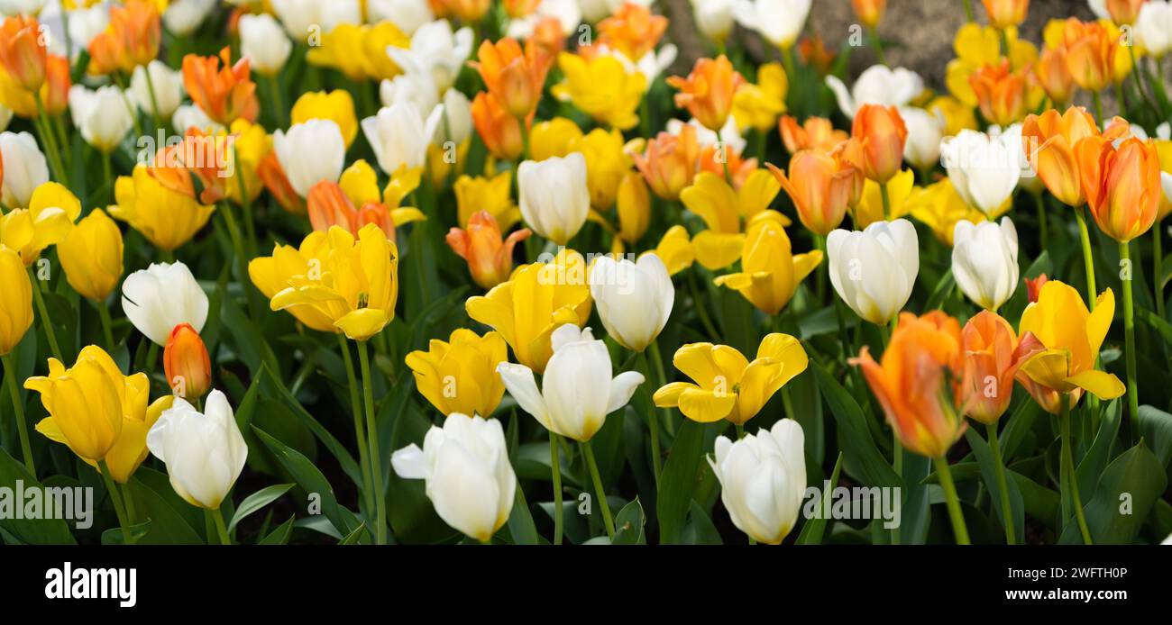 Bright blooming flower in nature. Tulip field background. Flower of tulip. Flowering nature closeup. Macro of flowering tulip. Tulip flower. Natural f Stock Photo