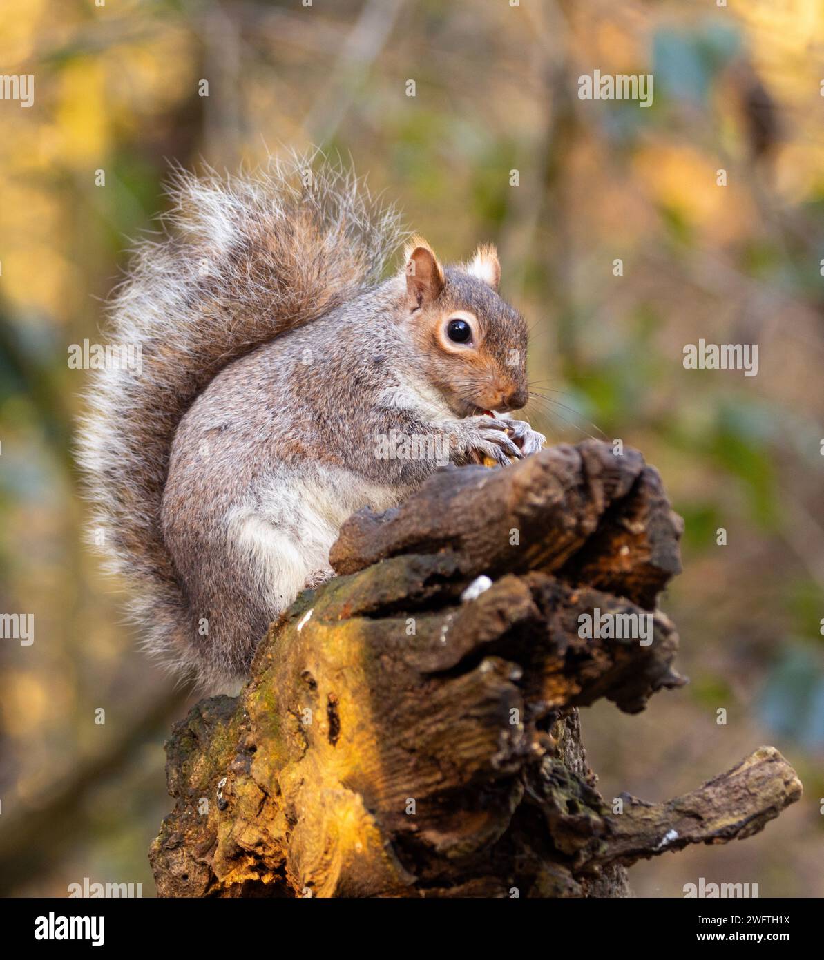 Grey Squirrels quickly learn to adapt to the urban environment. They