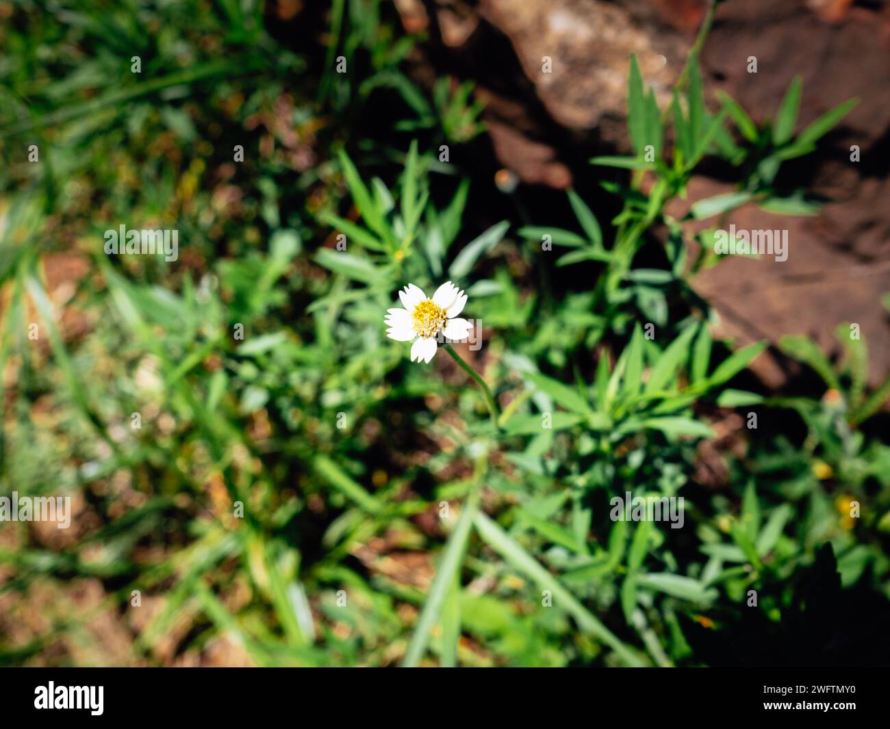 Closeup Tridax procumbens, commonly known as coatbuttons or tridax daisy, is a species of flowering plant in the daisy family. It is best known as a w Stock Photo