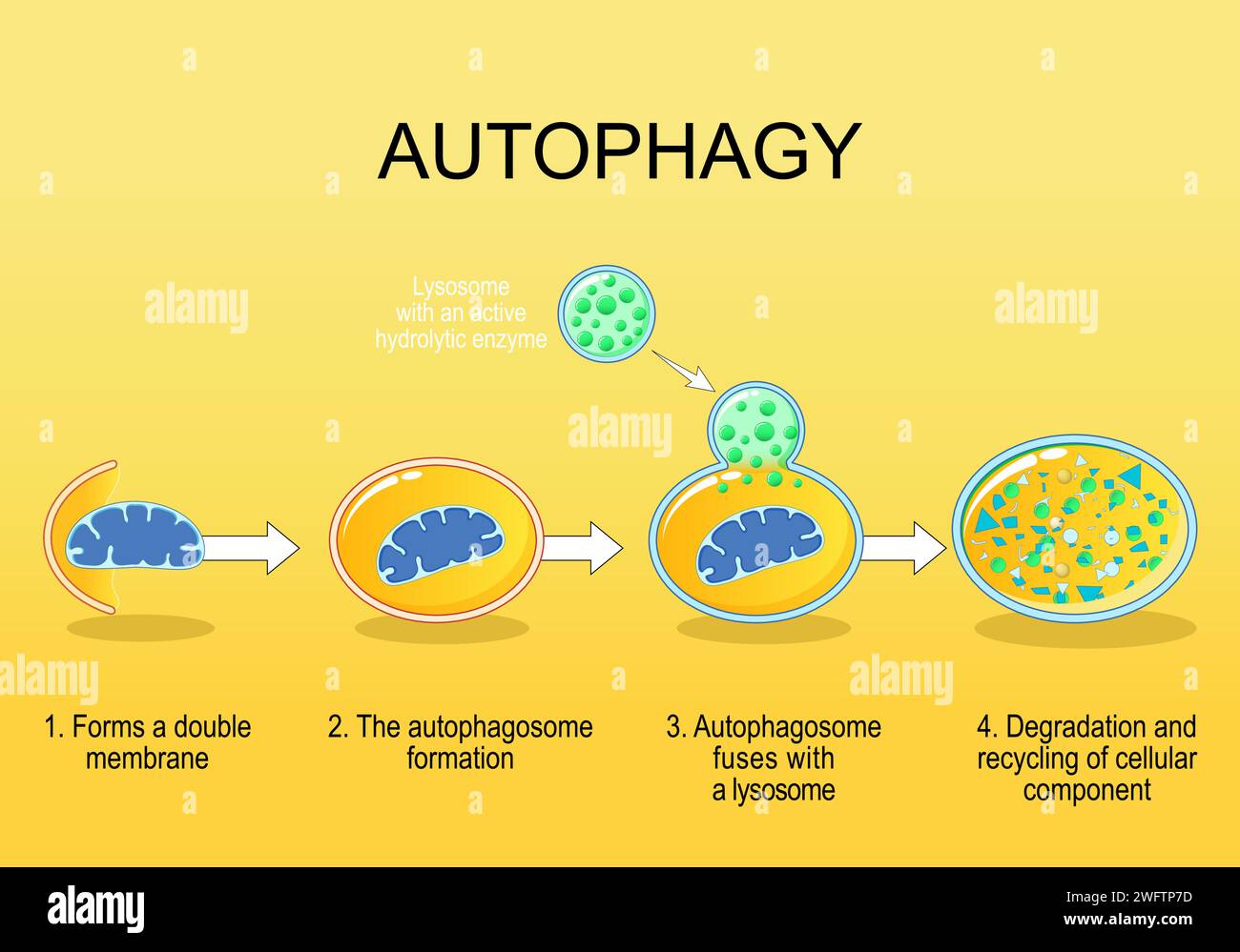 Autophagy steps. Cellular recycling. Schematic diagram. Natural mechanism in the cell that removes unnecessary components. Vector illustration Stock Vector