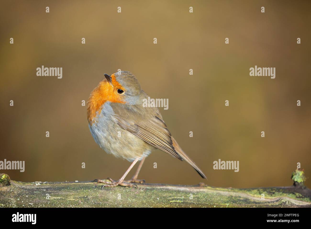 Side view of a wild, UK robin bird (Erithacus rubecula) tilting its head to the side, standing on a log with a soft-focus, warm background. Stock Photo